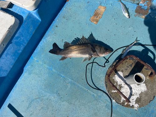 スズキの釣果