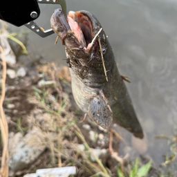 ナマズ