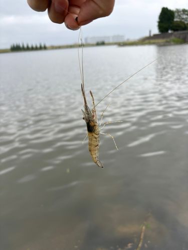 テナガエビの釣果