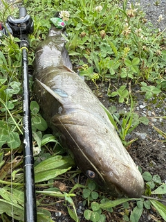 ナマズの釣果