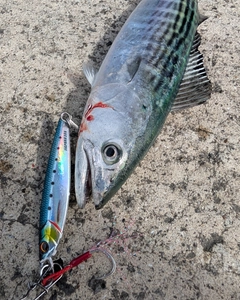 ハガツオの釣果