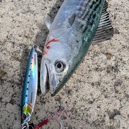 ハガツオ