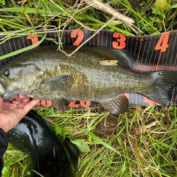 スモールマウスバス