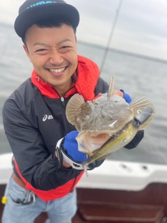 マゴチの釣果