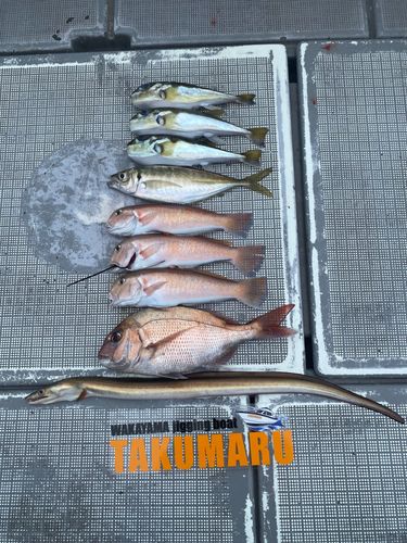 アマダイの釣果