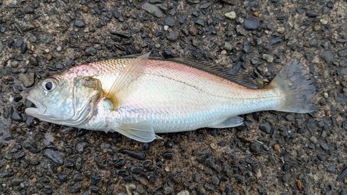 イシモチの釣果