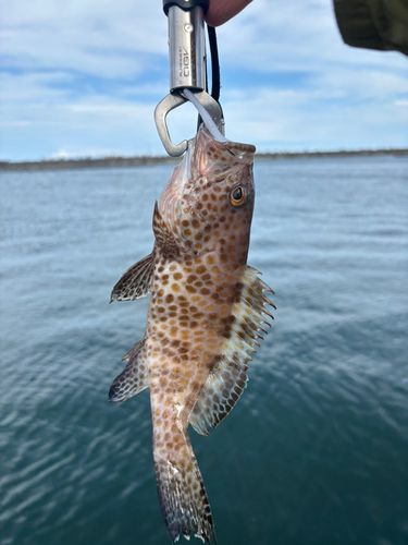 オオモンハタの釣果