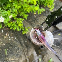 シーバス