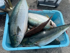 ワラサの釣果