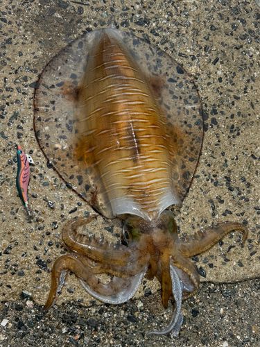 アオリイカの釣果