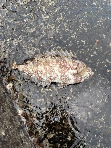 アイゴの釣果