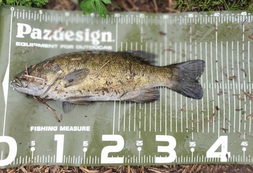 スモールマウスバスの釣果