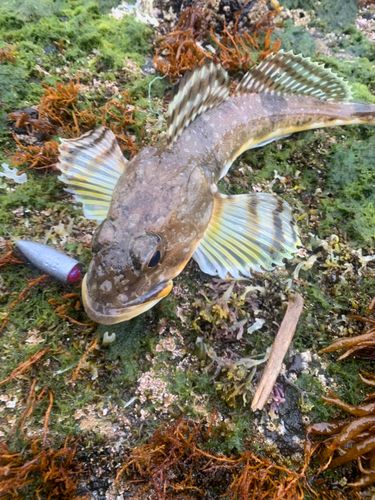 ツマグロカジカの釣果