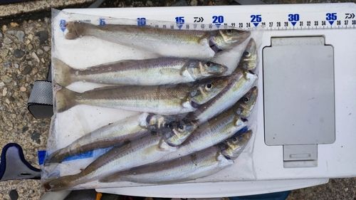 キスの釣果