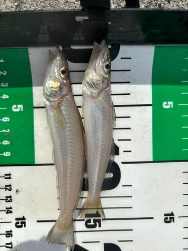シロギスの釣果
