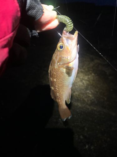 エゾメバルの釣果