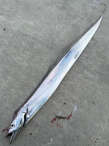 タチウオの釣果