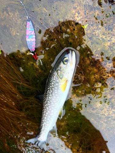 アメマスの釣果