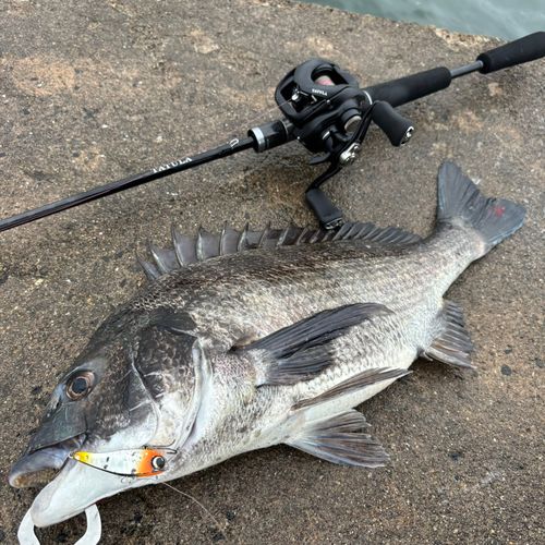 チヌの釣果