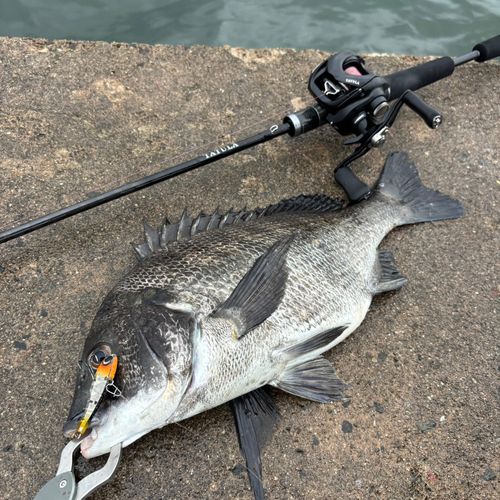 チヌの釣果