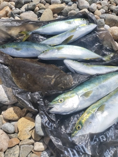 フクラギの釣果