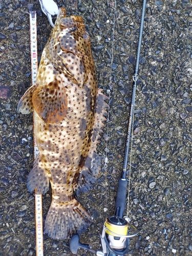 ヤイトハタの釣果