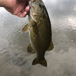 スモールマウスバス