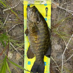 スモールマウスバス