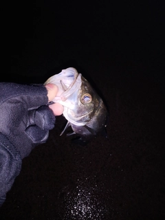 スズキの釣果
