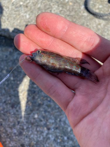 ホシノハゼの釣果