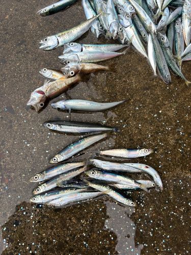 サバの釣果