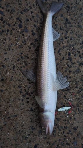 エソの釣果