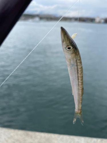 サバの釣果