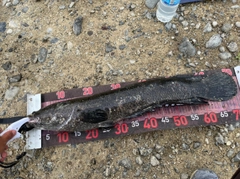 カムルチーの釣果