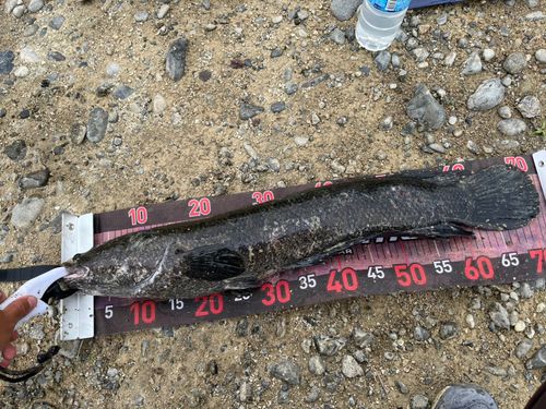 カムルチーの釣果