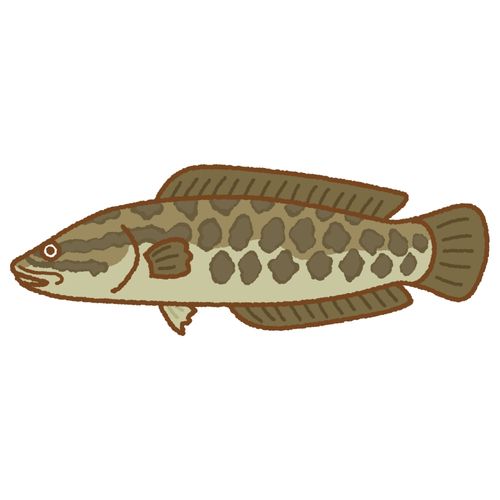 釣果