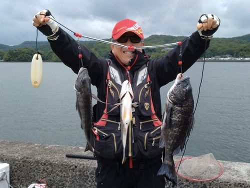 チヌの釣果