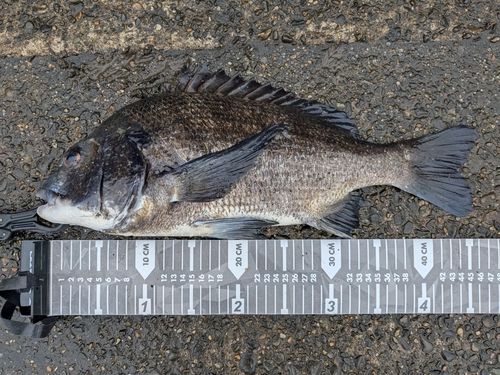 クロダイの釣果