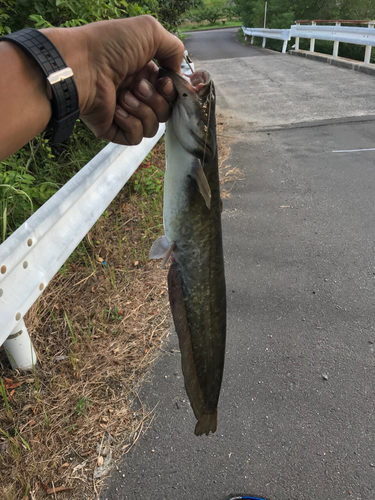 ナマズの釣果