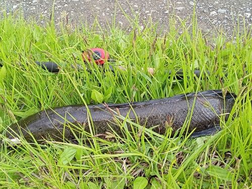 ライギョの釣果