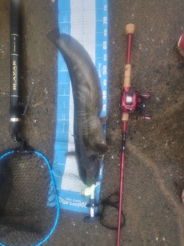 ナマズの釣果