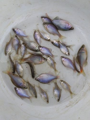 タナゴの釣果