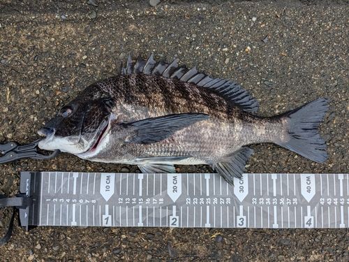 クロダイの釣果