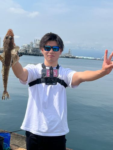 ワニゴチの釣果