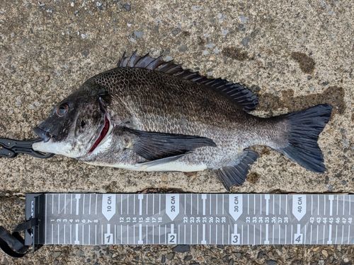 クロダイの釣果