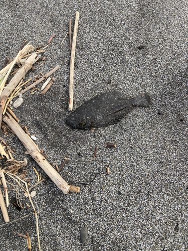 ソゲの釣果