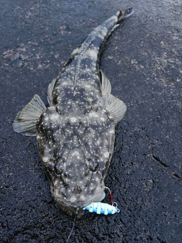 マゴチの釣果