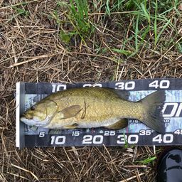 スモールマウスバス