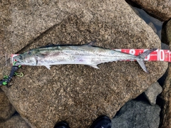 サワラの釣果