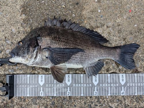 クロダイの釣果